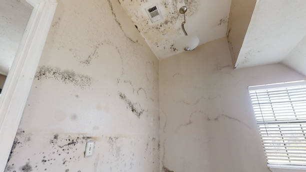 Best Residential Mold Inspection & Testing  in Hamilton, GA