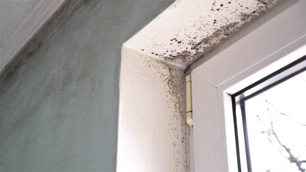 Best Forensic Mold Investigation  in Hamilton, GA