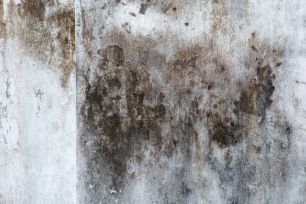  Hamilton, GA Mold Removal Pros