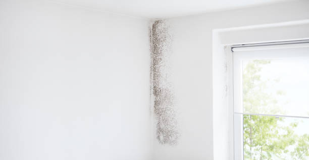 Best Emergency Mold Remediation  in Hamilton, GA