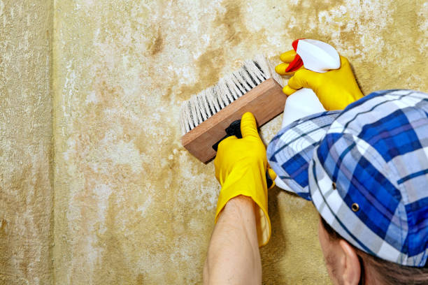 Best Biohazard Mold Removal  in Hamilton, GA