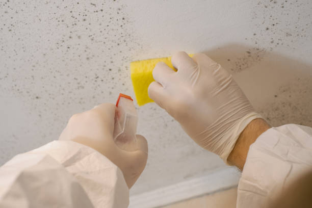 Best Asbestos and Lead Testing During Mold Inspection  in Hamilton, GA