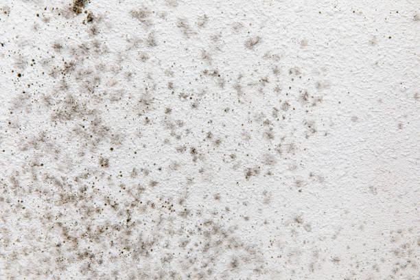 Best Air Quality Testing for Mold Spores  in Hamilton, GA