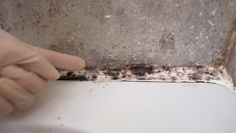 Best Basement Mold Removal  in Hamilton, GA