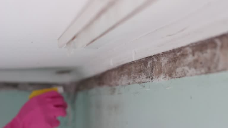 Best Black Mold Removal  in Hamilton, GA